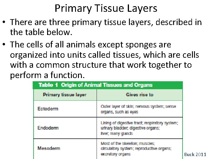 Primary Tissue Layers • There are three primary tissue layers, described in the table