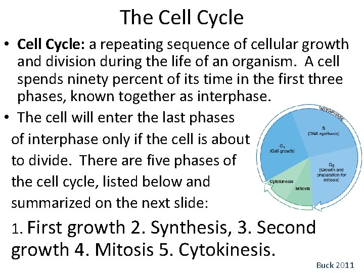 The Cell Cycle • Cell Cycle: a repeating sequence of cellular growth and division