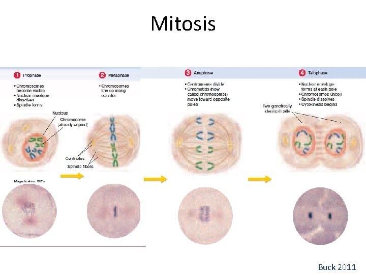 Mitosis Buck 2011 