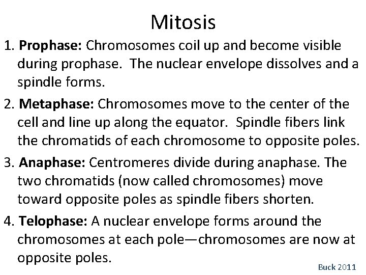 Mitosis 1. Prophase: Chromosomes coil up and become visible during prophase. The nuclear envelope