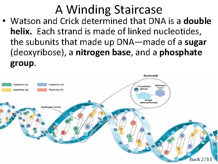 A Winding Staircase • Watson and Crick determined that DNA is a double helix.