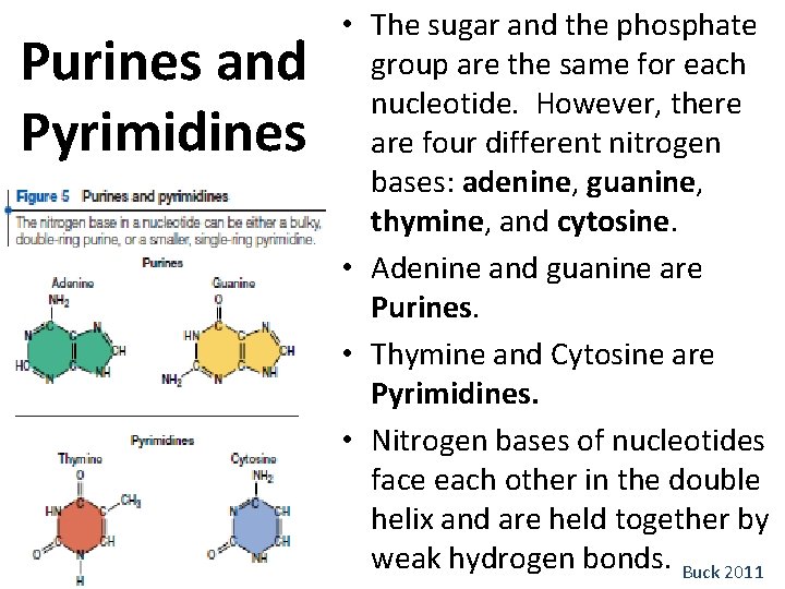 Purines and Pyrimidines • The sugar and the phosphate group are the same for