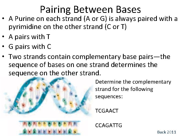 Pairing Between Bases • A Purine on each strand (A or G) is always