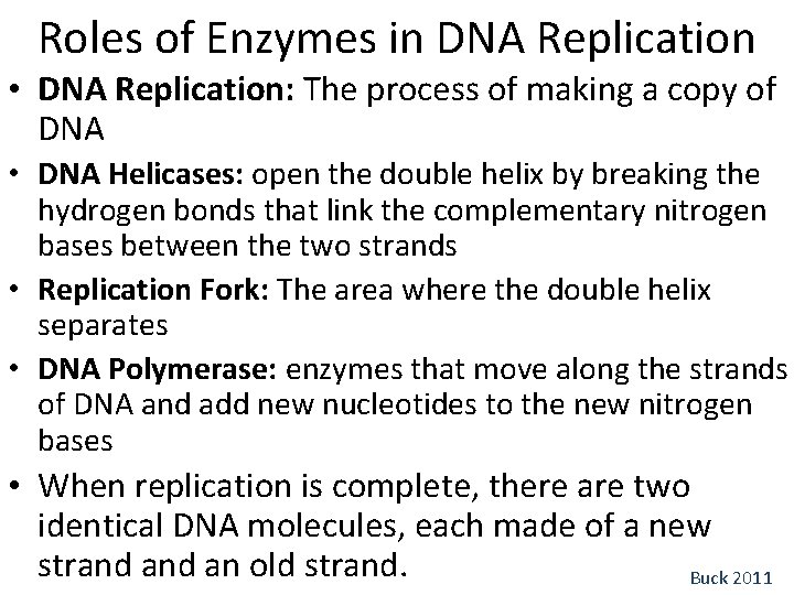 Roles of Enzymes in DNA Replication • DNA Replication: The process of making a
