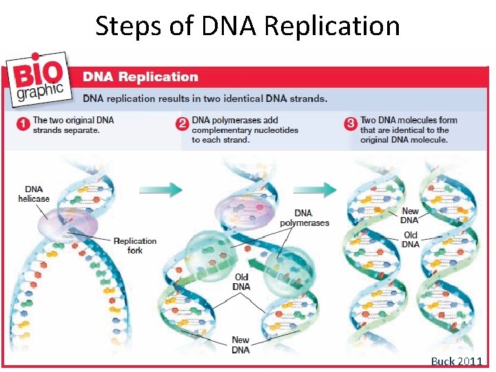 Steps of DNA Replication Buck 2011 