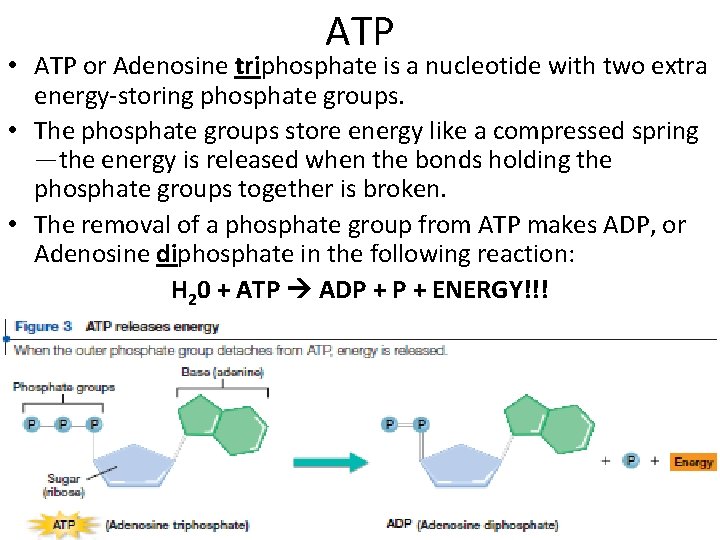 ATP • ATP or Adenosine triphosphate is a nucleotide with two extra energy-storing phosphate