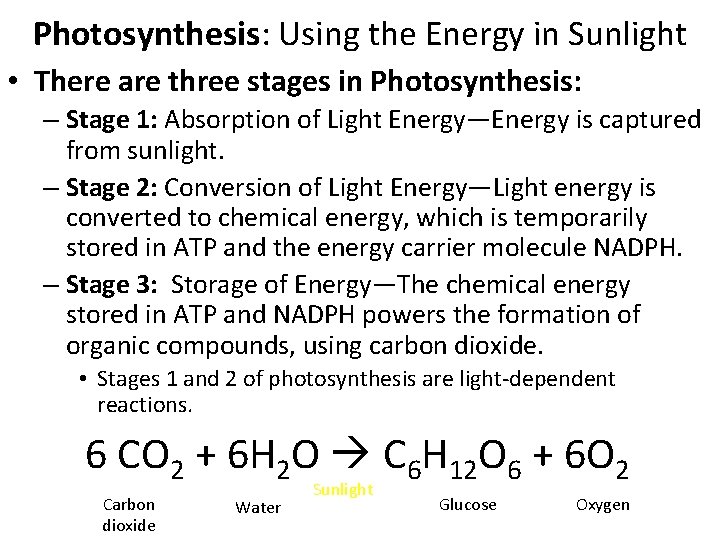Photosynthesis: Using the Energy in Sunlight • There are three stages in Photosynthesis: –