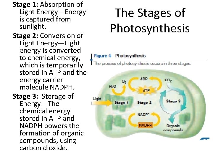 Stage 1: Absorption of Light Energy—Energy is captured from sunlight. Stage 2: Conversion of