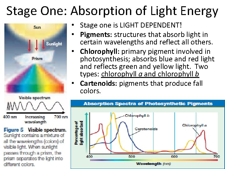 Stage One: Absorption of Light Energy • Stage one is LIGHT DEPENDENT! • Pigments: