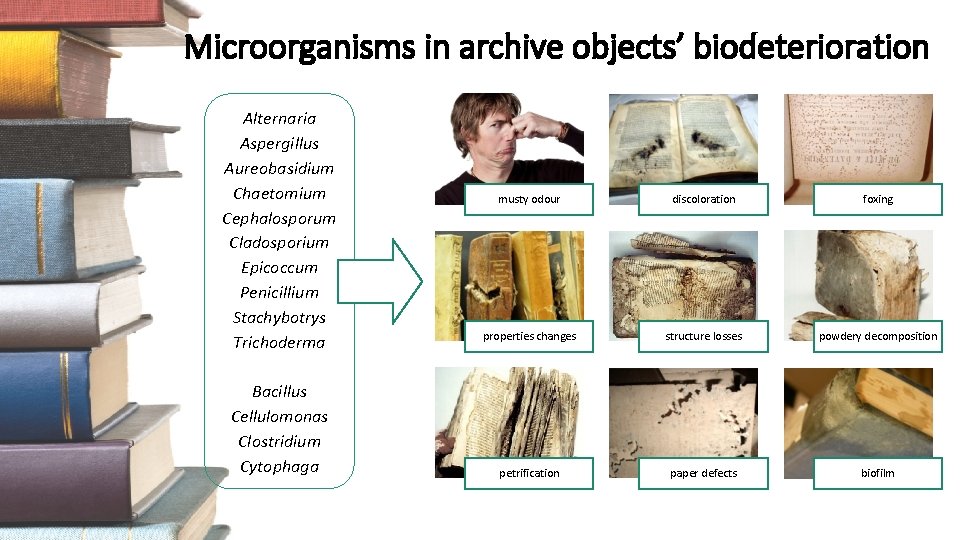 Microorganisms in archive objects’ biodeterioration Alternaria Aspergillus Aureobasidium Chaetomium Cephalosporum Cladosporium Epicoccum Penicillium Stachybotrys