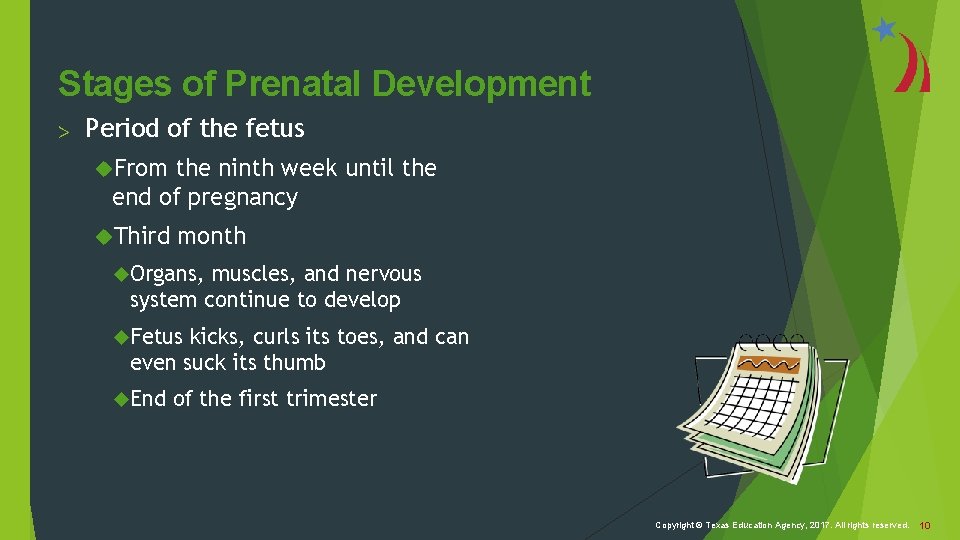 Stages of Prenatal Development > Period of the fetus From the ninth week until