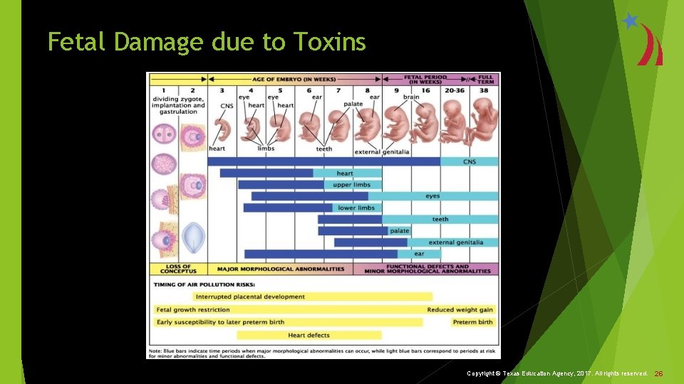 Fetal Damage due to Toxins Copyright © Texas Education Agency, 2017. All rights reserved.