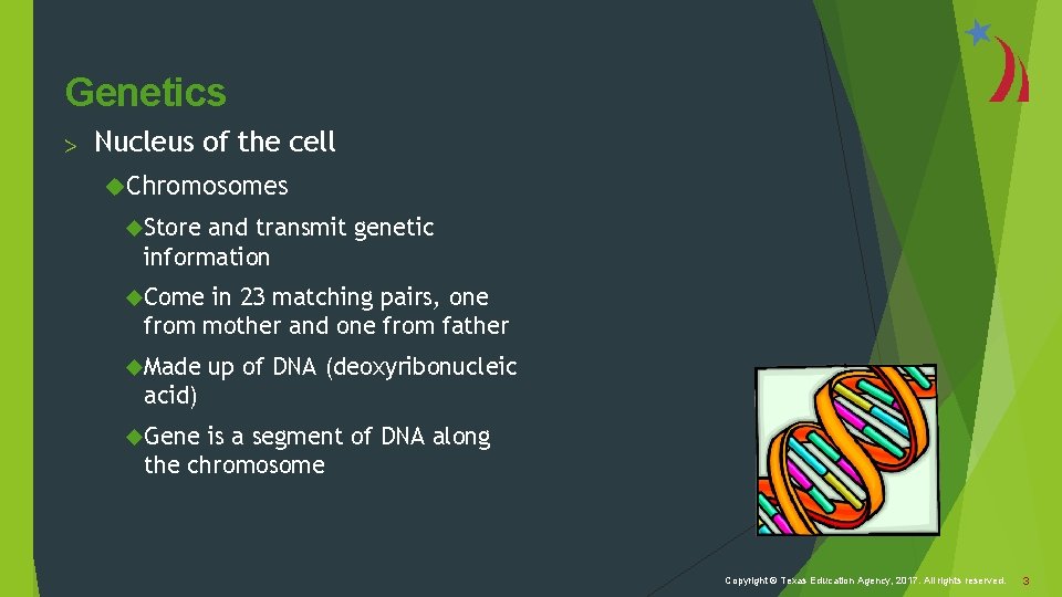 Genetics > Nucleus of the cell Chromosomes Store and transmit genetic information Come in