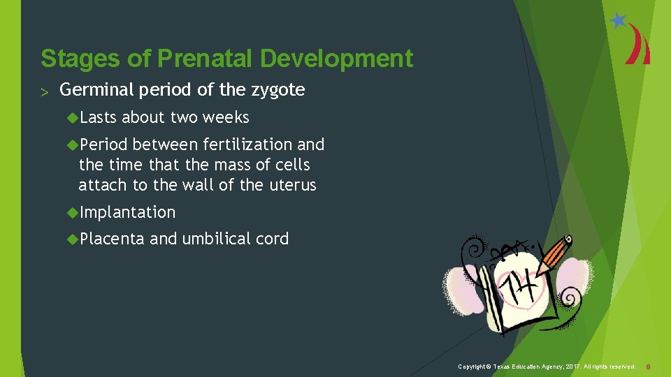 Stages of Prenatal Development > Germinal period of the zygote Lasts about two weeks