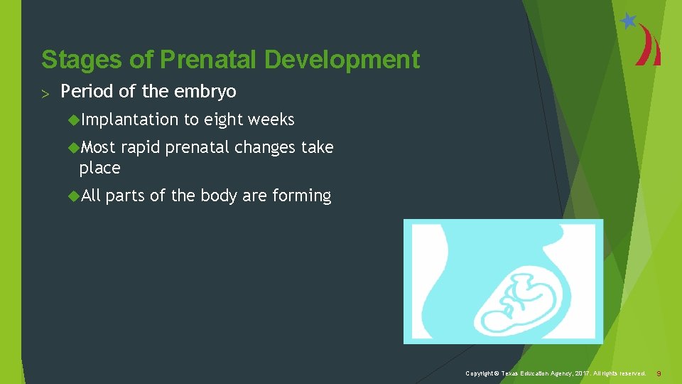 Stages of Prenatal Development > Period of the embryo Implantation to eight weeks Most