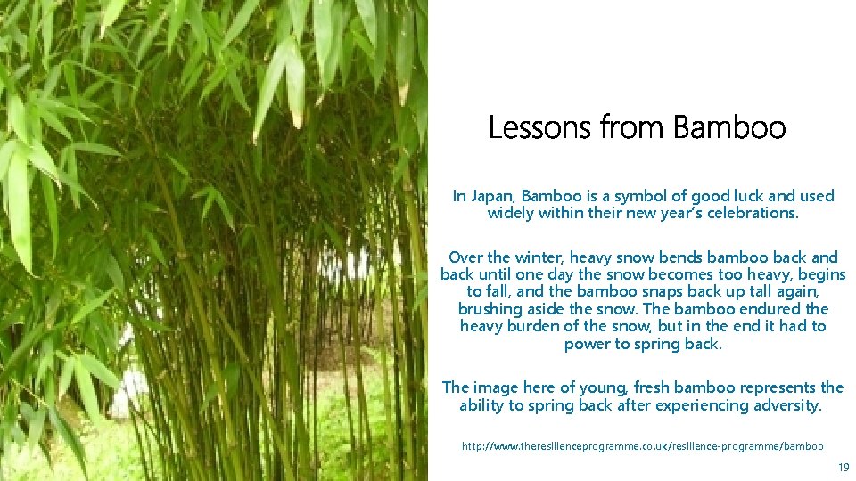 In Japan, Bamboo is a symbol of good luck and used widely within their