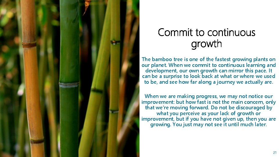 The bamboo tree is one of the fastest growing plants on our planet. When