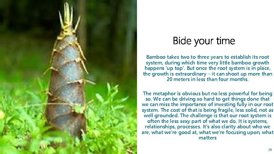Bamboo takes two to three years to establish its root system, during which time