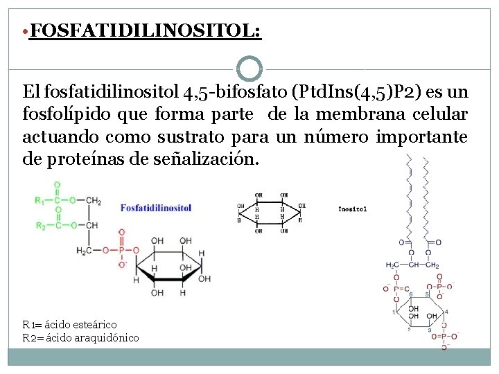  • FOSFATIDILINOSITOL: El fosfatidilinositol 4, 5 -bifosfato (Ptd. Ins(4, 5)P 2) es un