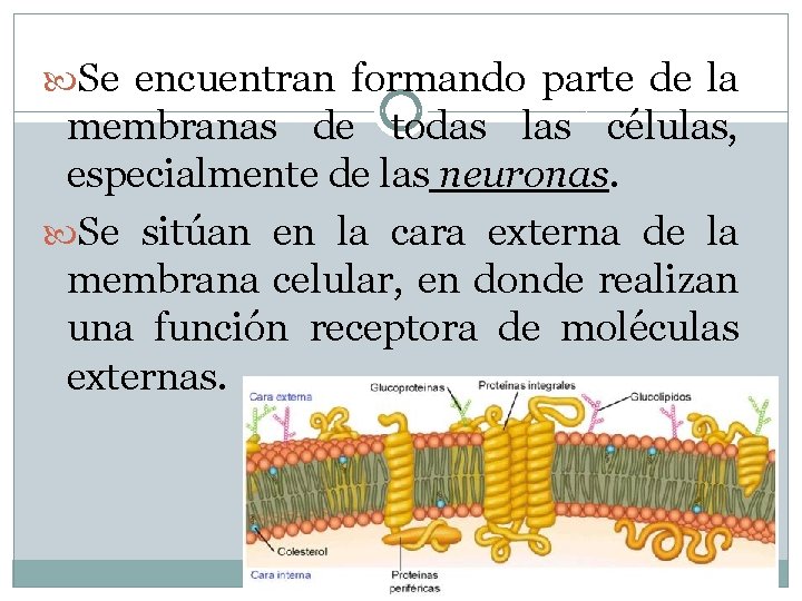  Se encuentran formando parte de la membranas de todas las células, especialmente de