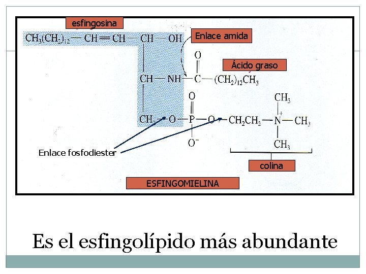 esfingosina Enlace amida Ácido graso Enlace fosfodiester colina ESFINGOMIELINA Es el esfingolípido más abundante