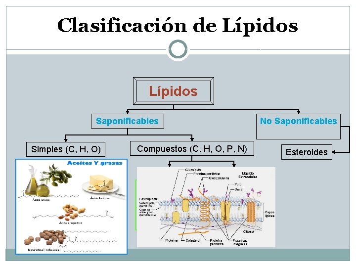 Clasificación de Lípidos Saponificables Simples (C, H, O) No Saponificables Compuestos (C, H, O,