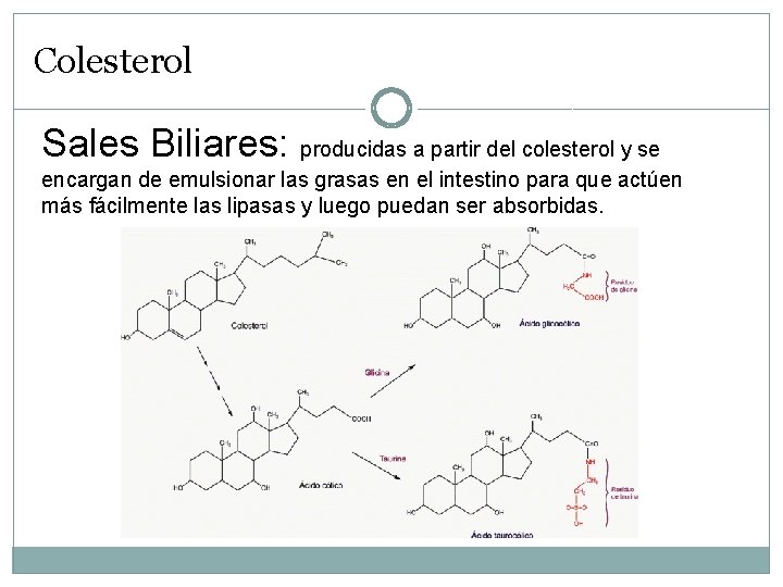 Colesterol Sales Biliares: producidas a partir del colesterol y se encargan de emulsionar las