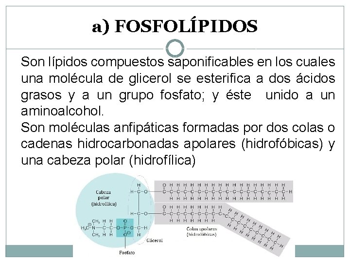 a) FOSFOLÍPIDOS Son lípidos compuestos saponificables en los cuales una molécula de glicerol se