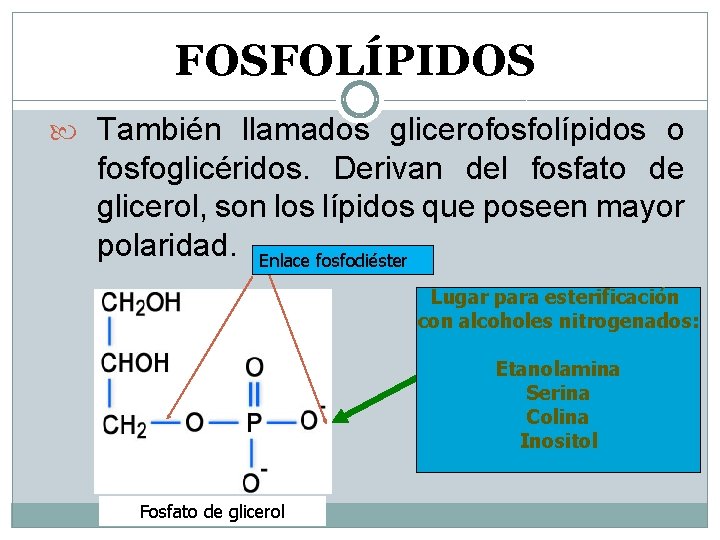 FOSFOLÍPIDOS También llamados glicerofosfolípidos o fosfoglicéridos. Derivan del fosfato de glicerol, son los lípidos