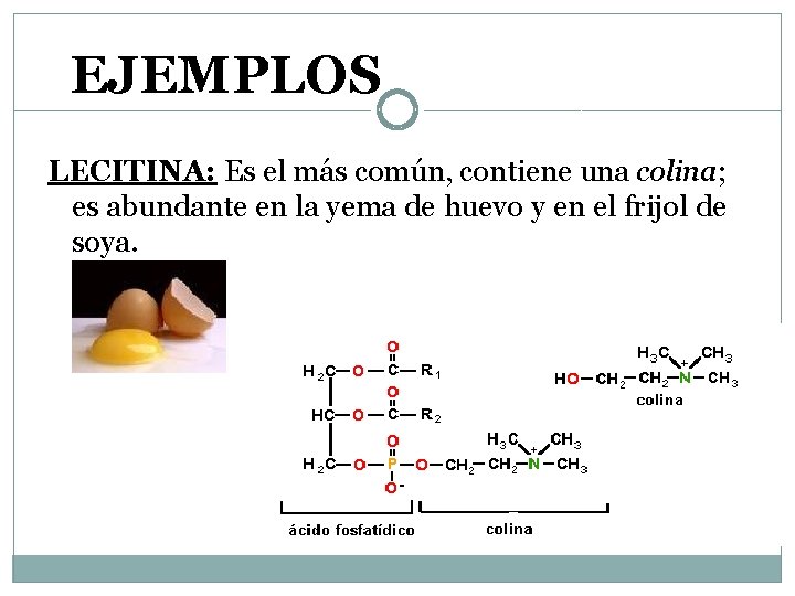 EJEMPLOS LECITINA: Es el más común, contiene una colina; es abundante en la yema