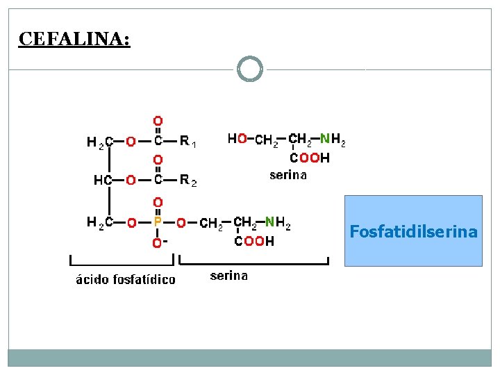 CEFALINA: Fosfatidilserina 