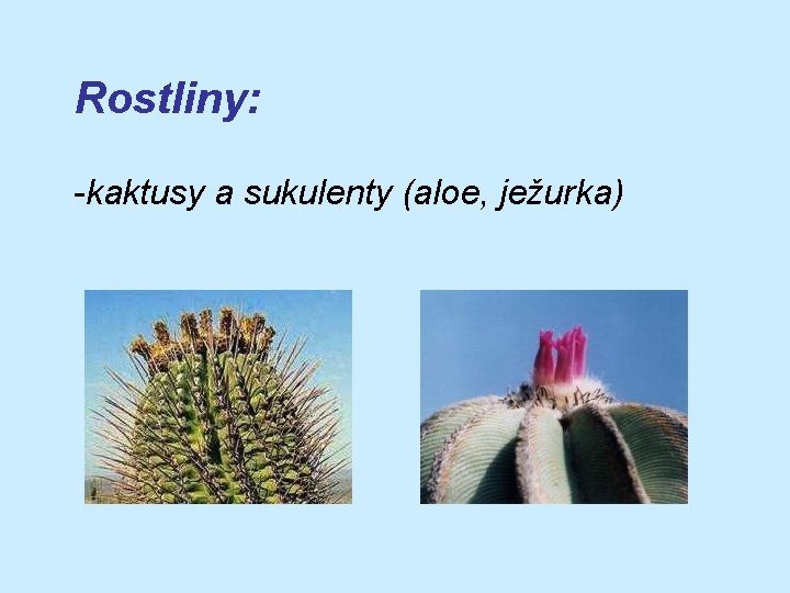 Rostliny: -kaktusy a sukulenty (aloe, ježurka) 