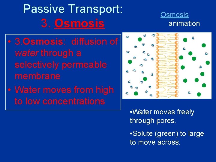 Passive Transport: 3. Osmosis animation • 3. Osmosis: diffusion of water through a selectively