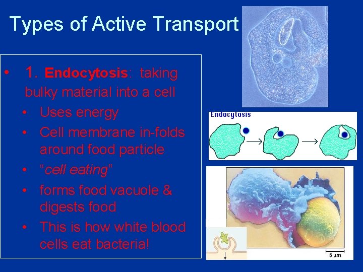 Types of Active Transport • 1. Endocytosis: taking bulky material into a cell •