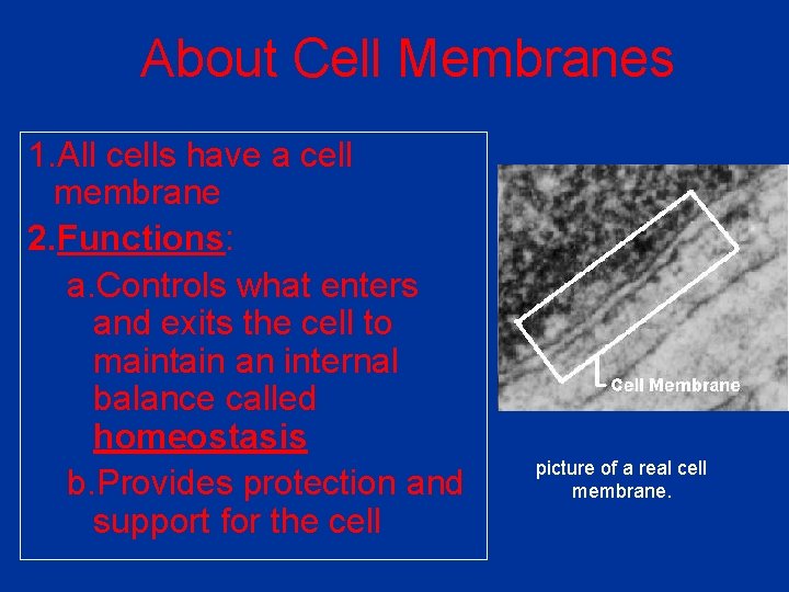 About Cell Membranes 1. All cells have a cell membrane 2. Functions: a. Controls