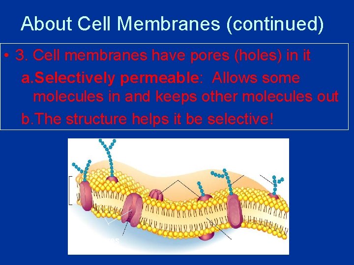 About Cell Membranes (continued) • 3. Cell membranes have pores (holes) in it a.