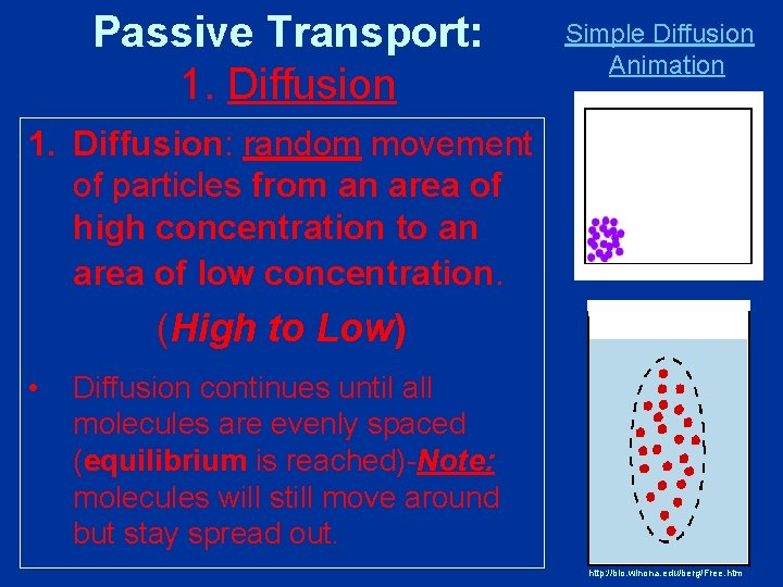 Passive Transport: 1. Diffusion Simple Diffusion Animation 1. Diffusion: random movement of particles from