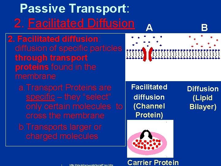 Passive Transport: 2. Facilitated Diffusion A 2. Facilitated diffusion: diffusion of specific particles through