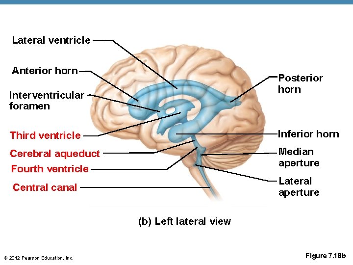 Lateral ventricle Anterior horn Posterior horn Interventricular foramen Third ventricle Inferior horn Cerebral aqueduct