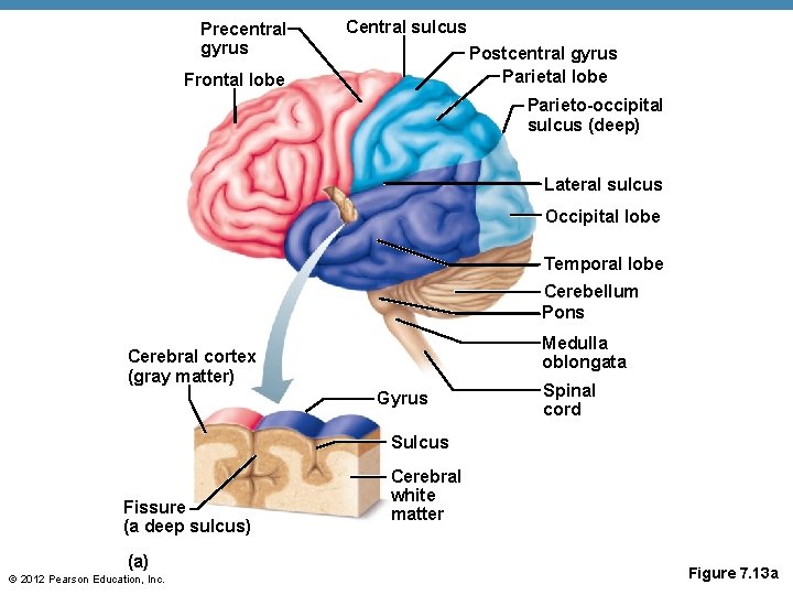 Precentral gyrus Central sulcus Postcentral gyrus Parietal lobe Frontal lobe Parieto-occipital sulcus (deep) Lateral