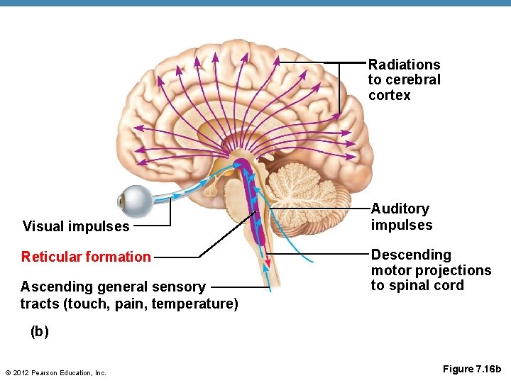 Radiations to cerebral cortex Visual impulses Reticular formation Ascending general sensory tracts (touch, pain,
