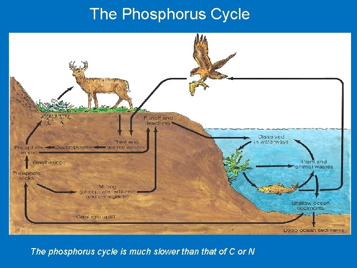 The Phosphorus Cycle The phosphorus cycle is much slower than that of C or The Phosphorus Cycle The phosphorus cycle is much slower than that of C or