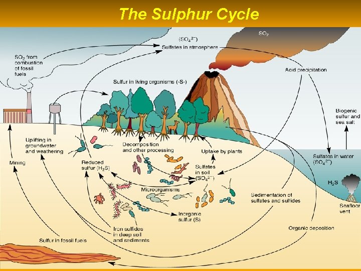 The Sulphur Cycle  The Sulphur Cycle
