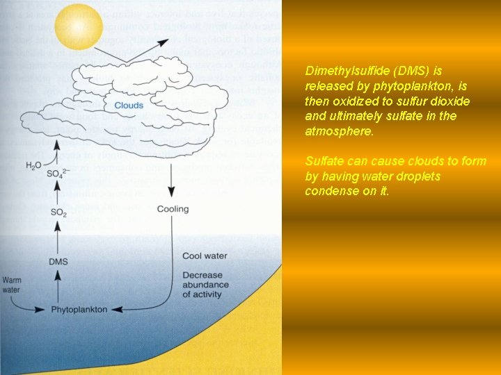 Dimethylsulfide (DMS) is released by phytoplankton, is then oxidized to sulfur dioxide and ultimately Dimethylsulfide (DMS) is released by phytoplankton, is then oxidized to sulfur dioxide and ultimately