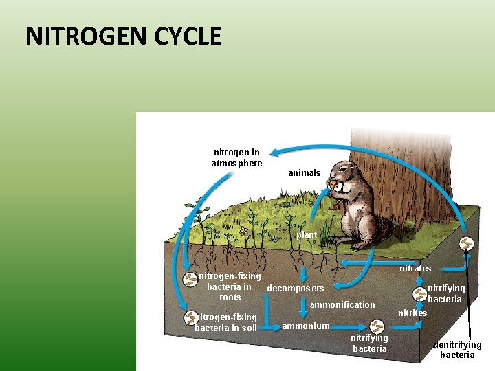 NITROGEN CYCLE nitrogen in atmosphere animals plant nitrogen-fixing bacteria in decomposers roots ammonification nitrogen-fixing NITROGEN CYCLE nitrogen in atmosphere animals plant nitrogen-fixing bacteria in decomposers roots ammonification nitrogen-fixing