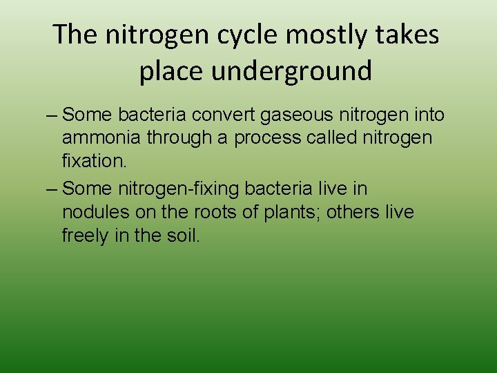The nitrogen cycle mostly takes place underground – Some bacteria convert gaseous nitrogen into The nitrogen cycle mostly takes place underground – Some bacteria convert gaseous nitrogen into