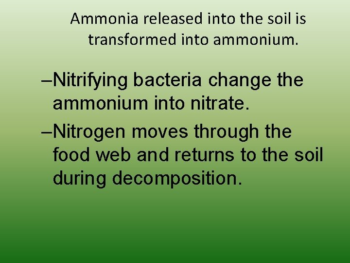 Ammonia released into the soil is transformed into ammonium. –Nitrifying bacteria change the ammonium Ammonia released into the soil is transformed into ammonium. –Nitrifying bacteria change the ammonium