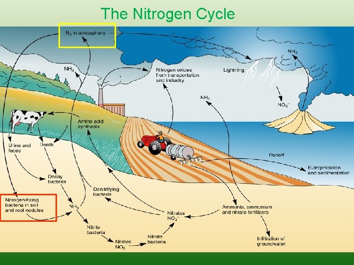 The Nitrogen Cycle  The Nitrogen Cycle