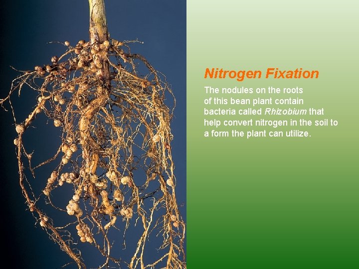 Nitrogen Fixation The nodules on the roots of this bean plant contain bacteria called Nitrogen Fixation The nodules on the roots of this bean plant contain bacteria called