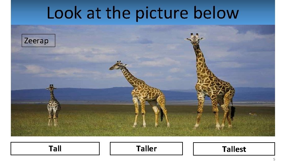Look at the picture below Zeerap Taller Tallest 5 